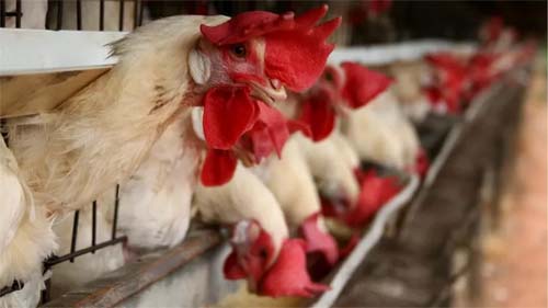 Com bloqueios, começa a faltar ração para aves e suínos: 'Há risco de canibalização'