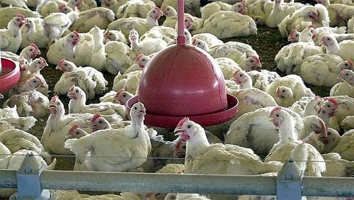 Com avanço da gripe aviária, é preciso aumentar vigilância em animais e humanos