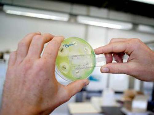 SC registra três mortes de infecção provocada por bactéria KPC 