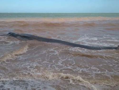 Vídeo: baleia viva encalha em praia do litoral norte de Alagoas
