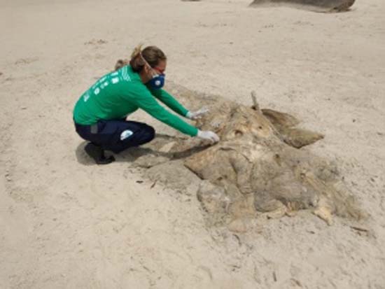 Instituto Biota recolhe corpos de baleias em praias do litoral Sul