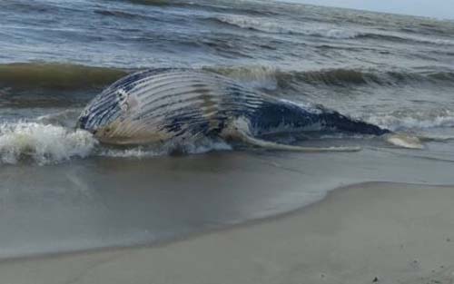 Baleia jubarte é encontrada morta em praia de Marechal Deodoro
