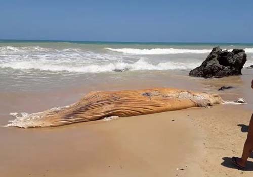 Baleia jubarte e tartaruga aparecem mortas em praias do Litoral Sul
