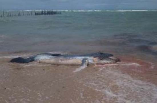 Filhote de baleia jubarte é encontrado morto na praia de Garça Torta, em Maceió