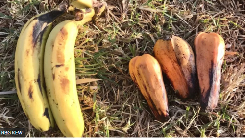 A 'banana falsa' que pode ser solução para alimentar milhões