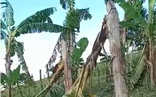 Agricultores perdem lavoura de banana em decorrência de ventania em Santana do Mundaú