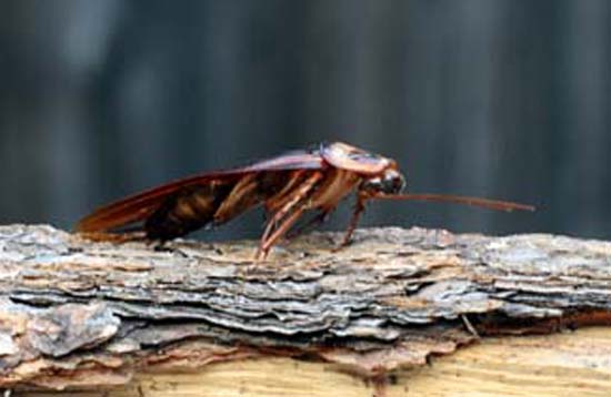 Uma barata pode transmitir até 250 milhões de fungos e bactérias