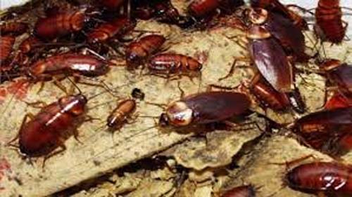 Saiba identificar sinais de infestação de baratas e os riscos que podem trazer à saúde