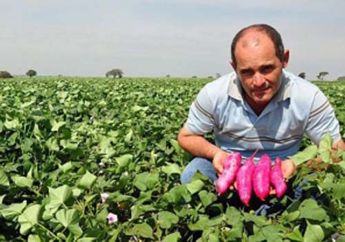 Batata doce é o carboidrato ideal para quem quer emagrecer, dizem nutricionistas 