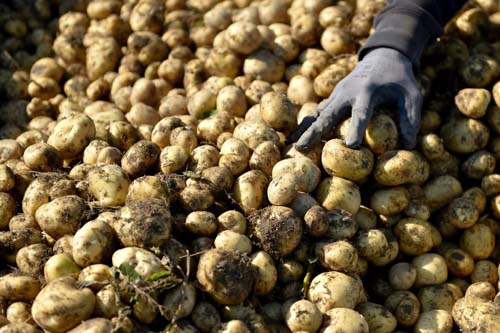 Leite, vinho, batatas... o que fazer com o excesso de alimentos do confinamento?