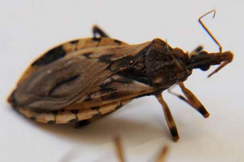 Estudo comprova a eficácia de remédio para tratar o mal de Chagas