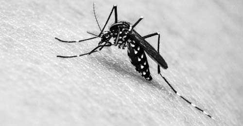 MACEIÓ: Capital registra um aumento de 31,5% em casos de dengue em 2019