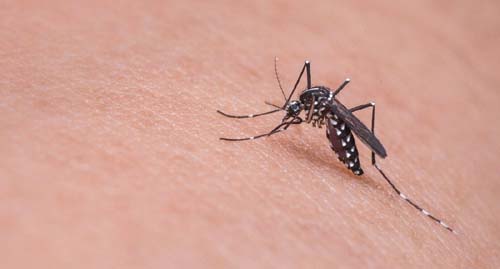 Em Pernambuco, 36 municípios estão em surto de arboviroses; entenda mais sobre as doenças