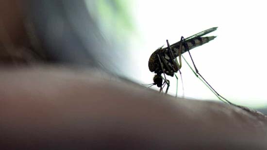 Número de casos de febre amarela em SP cresce mais de 400% em 2018