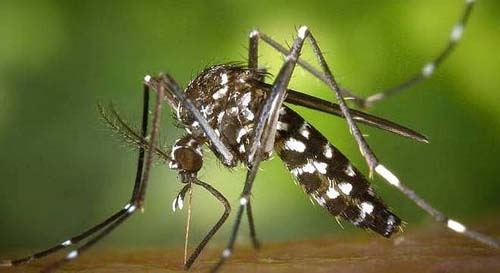 59 cidades de AL estão em alerta ou risco de surto de dengue, zika e chikungunya