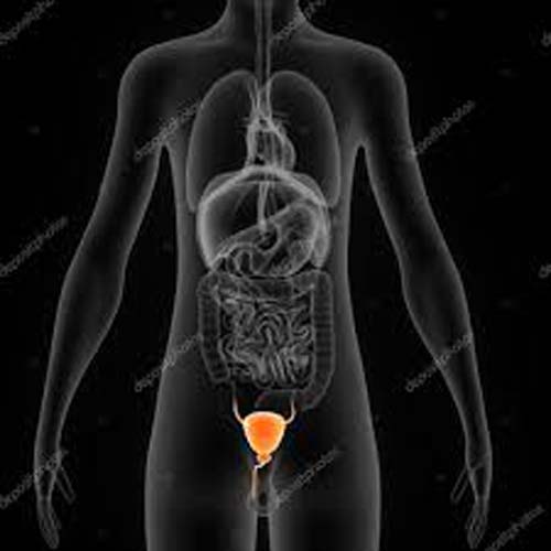 Implante na bexiga, ainda em fase de testes, evita a urgência de urinar