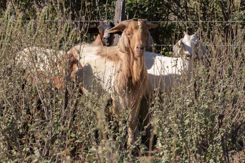 Bode pode ser 'vilão' da desertificação ou fonte de renda sustentável na caatinga