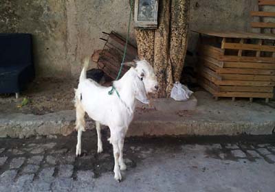 Bode que guardava empresa de ex-assessor de deputado vai para a rua 