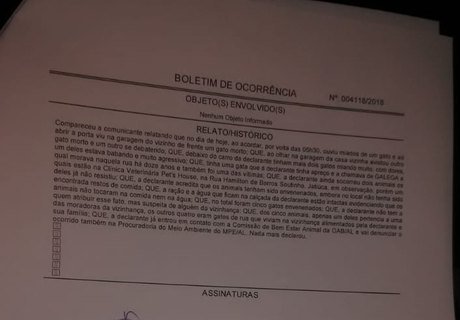 Cinco gatos são achados com sinais de envenenamento na mesma rua, em Maceió