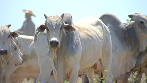 Preço do arroba bovino avança mais que valor da carne