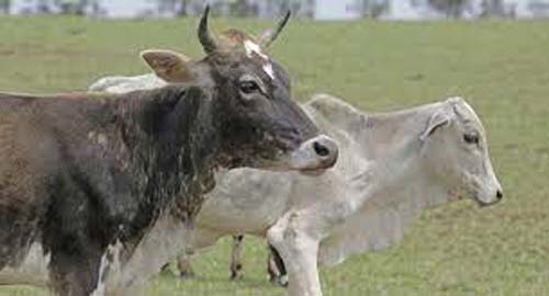 Analista explica o porquê do abrupto crescimento nas exportações de carne bovina do Brasil para EUA
