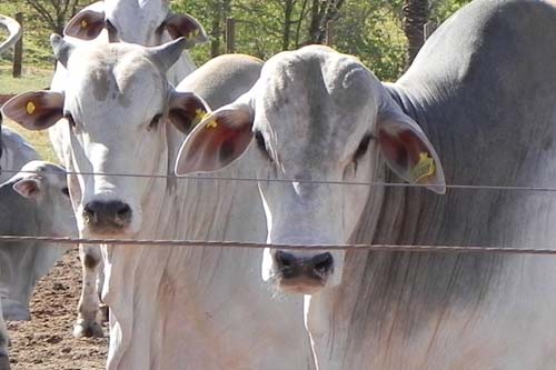 Boi com blockchain é a nova aposta da Marfrig para monitorar a cadeia da carne