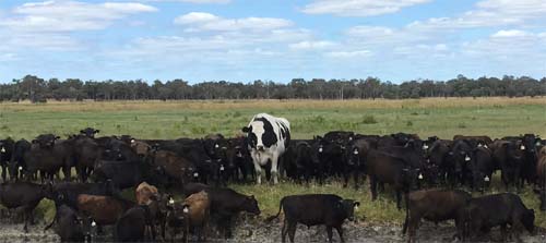 O boi gigante que chocou telespectadores de TV australiana e escapou do abate por ser 'grande demais'