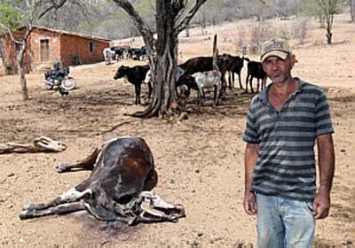Morte de bovinos é a cara da seca no Nordeste
