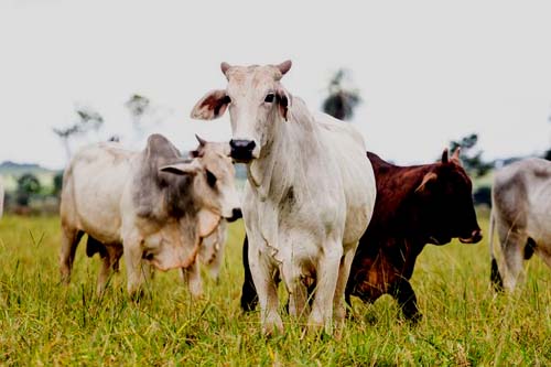 Rebanho bovino recua, mas Brasil segue com mais boi que gente, diz IBGE