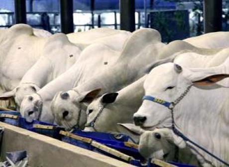 Criador tem até esta segunda para declarar vacinação contra aftosa 