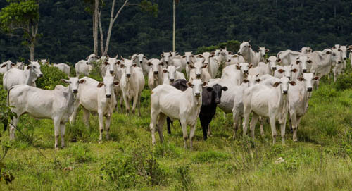Cooperação entre Alemanha e Brasil é tentativa de unir 'produção' e 'conservação', diz analista