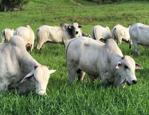 1º Leilão Mega Touros SMP terá oferta de 120 animais