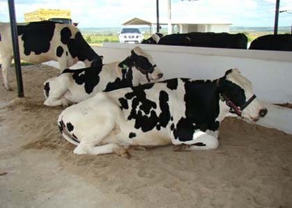 Exposição Agropecuária da Bacia Leiteira terá leilões e torneio leiteiro
