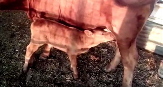 Nascimento de boi vermelho é visto como sinal de 