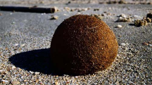 Fenômenos Marinhos: As Esferas de Posidonia que Capturam Detritos Plásticos