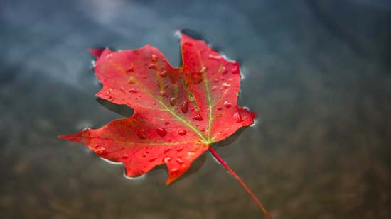 Extrato de folha de bordo é aposta em tratamentos antienvelhecimento