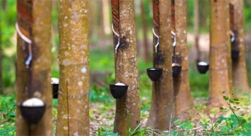 Produção de Borracha no Amazonas Movimenta R$ 2,2 Milhões em 2024