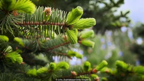 A cidade do Alasca onde 'dinheiro' cresce em árvore