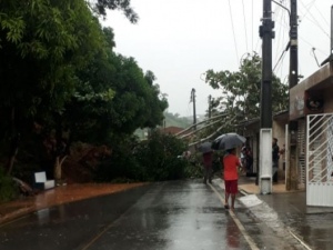 Queda de árvore deixa rua interditada no município de Branquinha