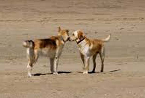 Briga entre cachorros provoca morte de jovem de 22 anos em União dos Palmares