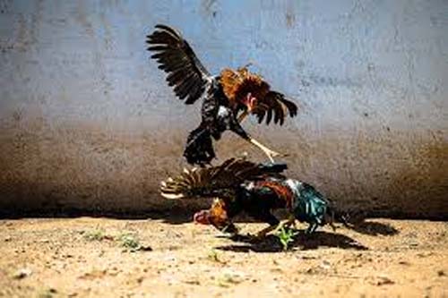 PM flagra rinha de galos e apreende 23 aves vítimas de maus-tratos em Joaquim Gomes