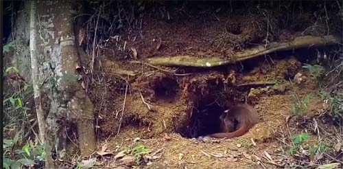 Entenda o que é Paracoccidioidomicose, conhecida como ‘doença do tatu’