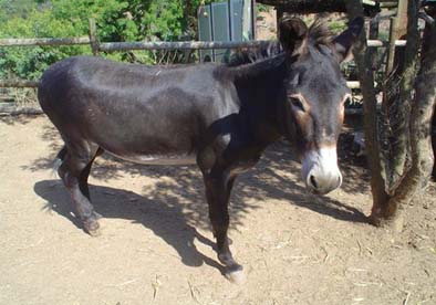 População flagra homem fazendo sexo com animal