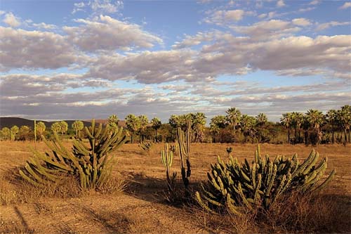 Caatinga, o trunfo brasileiro no combate às mudanças climáticas