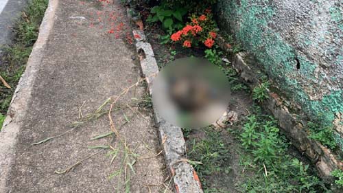 Populares encontram cabeça humana em decomposição no Centro de Paripueira