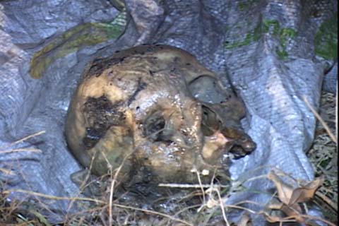 Cabeça humana é encontrada em Rio Largo