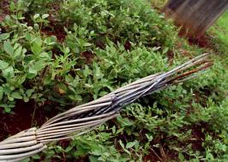 Fio de alta tensão se rompe e mata jovem eletrocutada em Viçosa