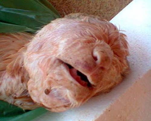 Cabrito nasce com cara de gente no Ceará 