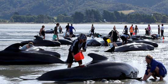 Votação decide se caça a baleias pode voltar a ser permitida no mundo