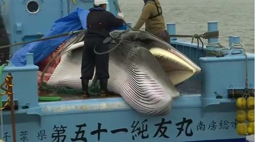 Japão caça baleias pela 1ª vez em 30 anos após fim de proibição